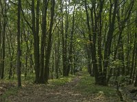 NL, Noord-Brabant, Boxtel, De Geelders 45, Saxifraga-Jan van der Straaten