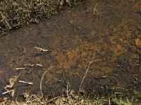 NL, Noord-Brabant, Boxtel, De Scheeken 18, Saxifraga-Willem van Kruijsbergen