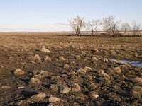 EST, Laanemaa, Haapsalu lin, Matsalu rahvuspark near Haeska linnuvaatlustorn 1, Saxifraga-Tom Heijnen