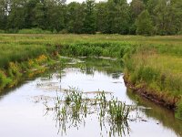 NL, Drenthe, Aa en Hunze, Deurzerdiep 90, Saxifraga-Hans Boll