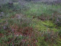 NL, Drenthe, Aa en Hunze, Gasterense duinen 9, Saxifraga-Hans Boll
