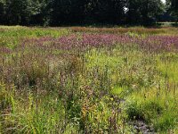 NL, Drenthe, Aa en Hunze, Oudemolen  25, Saxifraga-Hans Boll