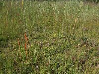 NL, Drenthe, Aa en Hunze, Westerlanden 49, Saxifraga-Hans Boll