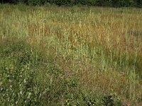 NL, Drenthe, Aa en Hunze, Westerlanden 54, Saxifraga-Hans Boll