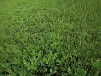 NL, Drenthe, Assen, Deurzerdiep 24, Saxifraga-Hans Boll