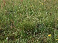 NL, Drenthe, Assen, Deurzerdiep 41, Saxifraga-Hans Boll