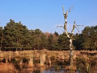 NL, Drenthe, De Wolden, Steenberger Oosterveld 5, Saxifraga-Hans Dekker