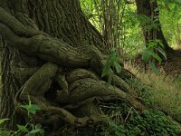 NL, Drenthe, Tynaarlo, Lage Maden 14, Saxifraga-Hans Boll