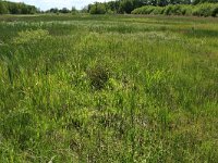 NL, Drenthe, Tynaarlo, Oudemolensche Diep 102, Saxifraga-Hans Boll