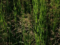 NL, Drenthe, Tynaarlo, Oudemolensche Diep 28, Saxifraga-Hans Boll