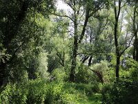 NL, Flevoland, Almere, Wilgenbos 1, Saxifraga-Foto Fitis-Sytske Dijksen