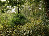 NL, Flevoland, Lelystad, Hollandse Hout 2, Saxifraga-Foto Fitis-Sytske Dijksen