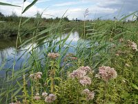 NL, Flevoland, Lelystad, Kotterbos 1, Saxifraga-Foto Fitis-Sytske Dijksen