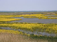 NL, Flevoland, Lelystad, Marker Wadden 2, Saxifraga-Foto Fitis-Sytske Dijksen