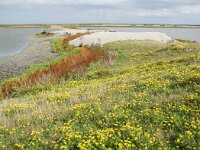 NL, Flevoland, Lelystad, Marker Wadden 7, Saxifraga-Foto Fitis-Sytske Dijksen