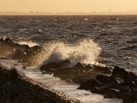 NL, Flevoland, Lelystad, Markermeer 2, Saxifraga-Foto Fitis-Sytske Dijksen