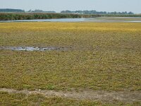 NL, Friesland, Dongeradeel, Ezumakeeg 2, Saxifraga-Jan van der Straaten