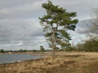 NL, Friesland, Westerveld, Grenspoel 1, Saxifraga-Hans Boll