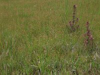 NL, Gelderland, Berg en Dal, De Bruuk 174, Saxifraga-Hans Boll