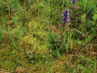 NL, Gelderland, Berg en Dal, De Bruuk 52, Saxifraga-Hans Boll
