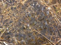 NL, Gelderland, Nunspeet, Mosterdveen Vierhouten 2, Saxifraga-Jan Nijendijk