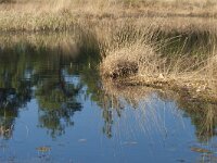 NL, Gelderland, Nunspeet, Mosterdveen Vierhouten 3, Saxifraga-Jan Nijendijk