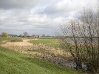 NL, Gelderland, Zaltbommel, Neswaard 1, Saxifraga-Roel Meijer