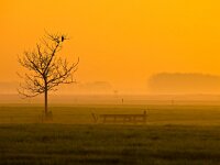 Crow is watching  Crow is watching from tree during spectaculair : Netherlands, Noordenveld, atmosphere, autumn, bird, bird of prey, boom, creative nature, crow, dageraad, dawn, dusk, dutch, fence, field, fog, gans, gate, geel, goose, gras, grass, groningen, haze, hek, hekwerk, hemel, herfst, holland, hoogtezon, kraai, landelijk, landscape, leek, leekstermeer, lente, licht, light, matsloot, mist, natura 2000, natural, nature, natuur, natuurlijk, nederland, nederlands, nevel, omheining, orange, oranje, raptor, roofvogel, rudmer zwerver, rural, sandebuur, scene, schemering, sfeer, sky, spectaculair, spectacular, spring, summer, sun, sunbeam, sunlight, sunray, sunrise, sunset, sunshine, tree, veld, vogel, yellow, zomer, zon, zonlicht, zonneschijn, zonnestraal, zonsondergang, zonsopgang