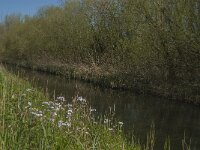 NL, Noord-Brabant, Altena, Kornsche Boezem 2, Saxifraga-Marijke Verhagen