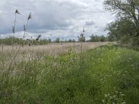NL, Noord-Brabant, Altena, Ruwenhennip 28, Saxifraga-Willem van Kruijsbergen