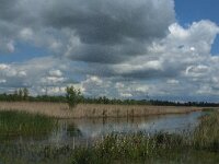 NL, Noord-Brabant, Drimmelen, Noorderplaat 18, Saxifraga-Jan van der Straaten