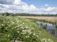 NL, Noord-Brabant, Drimmelen, Noorderplaat 41, Saxifraga-Willem van Kruijsbergen