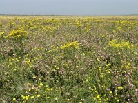 NL, Zuid-Holland, Dirksland, Slikken van Flakkee 3, Saxifraga-Hans Dekker