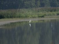 NL, Zuid-Holland, Dordrecht, Polder Kort- en Lang Ambacht 14, Saxifraga-Willem van Kruijsbergen