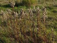 NL, Zuid-Holland, Dordrecht, Tongplaat 28, Saxifraga-Jan van der Straaten