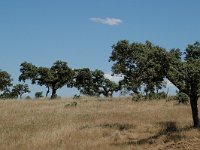 E, Caceres, Serradilla, Montfrague 4, Saxifraga-Jan van der Straaten