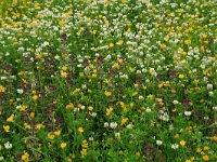 Extensively used grassland-Extensief gebruikt grasland