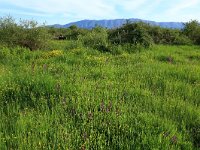 AL, Shkoder, Shkoder 100, Saxifraga-Hans Boll