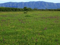 AL, Shkoder, Shkoder 103, Saxifraga-Hans Boll