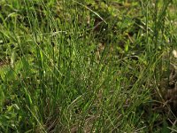 AL, Shkoder, Shkoder 11, Saxifraga-Hans Boll