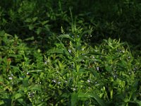 AL, Shkoder, Shkoder 13, Saxifraga-Hans Boll