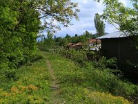 AL, Shkoder, Shkoder 16, Saxifraga-Hans Boll