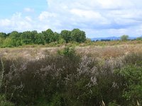 AL, Shkoder, Shkoder 17, Saxifraga-Hans Boll