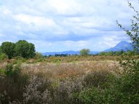 AL, Shkoder, Shkoder 18, Saxifraga-Hans Boll