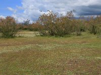 AL, Shkoder, Shkoder 21, Saxifraga-Hans Boll