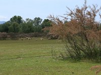 AL, Shkoder, Shkoder 24, Saxifraga-Hans Boll