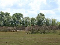 AL, Shkoder, Shkoder 26, Saxifraga-Hans Boll