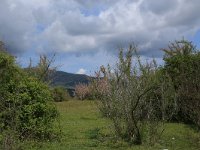 AL, Shkoder, Shkoder 34, Saxifraga-Hans Boll