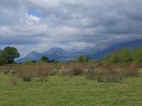 AL, Shkoder, Shkoder 35, Saxifraga-Hans Boll