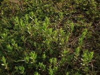 AL, Shkoder, Shkoder 9, Saxifraga-Hans Boll